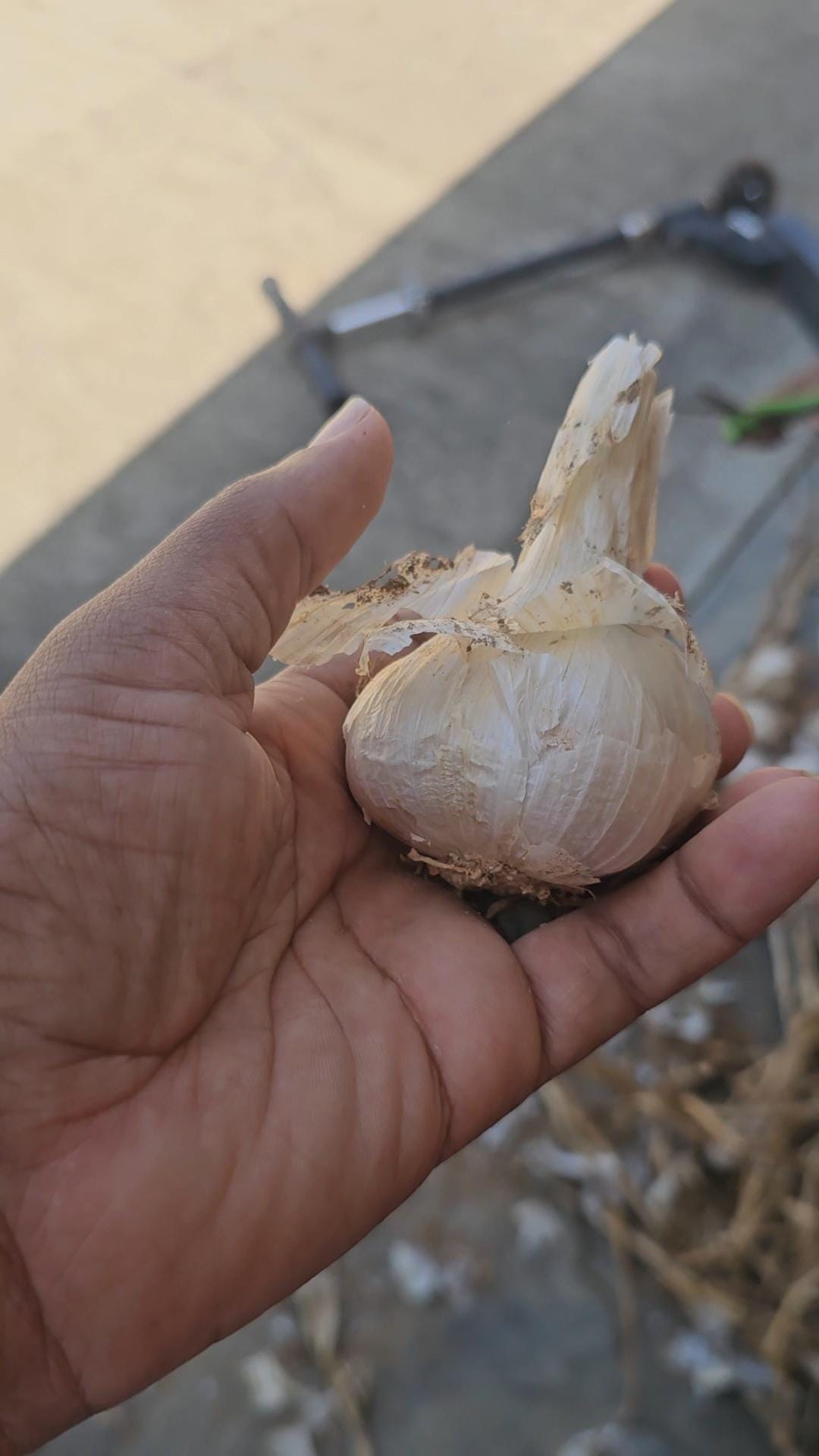 Elefanten Knoblauch Zwiebeln vorbestellen