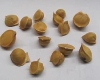 Vorbestellung Corms Elephant Garlic