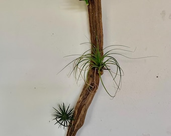 air plant holder /air plant /air plant display