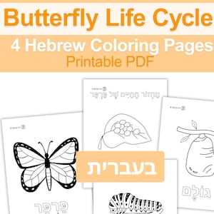Butterfly Life Cycle Hebrew Coloring Pages | 4 Big Printable Sheets in Hebrew | PDF Worksheets Hebrew Language | 8.5x11 In Instant Download