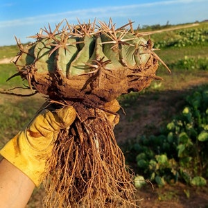 Horse Crippler (Echinocactus Texensis)