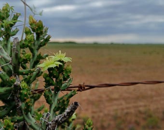 May include: A close-up of a prickly pear cactus with a single yellow flower in bloom. The cactus is growing near a barbed wire fence, with a cloudy sky in the background.