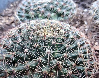 2 Mammillaria Halbingeri Cactus - Etsy