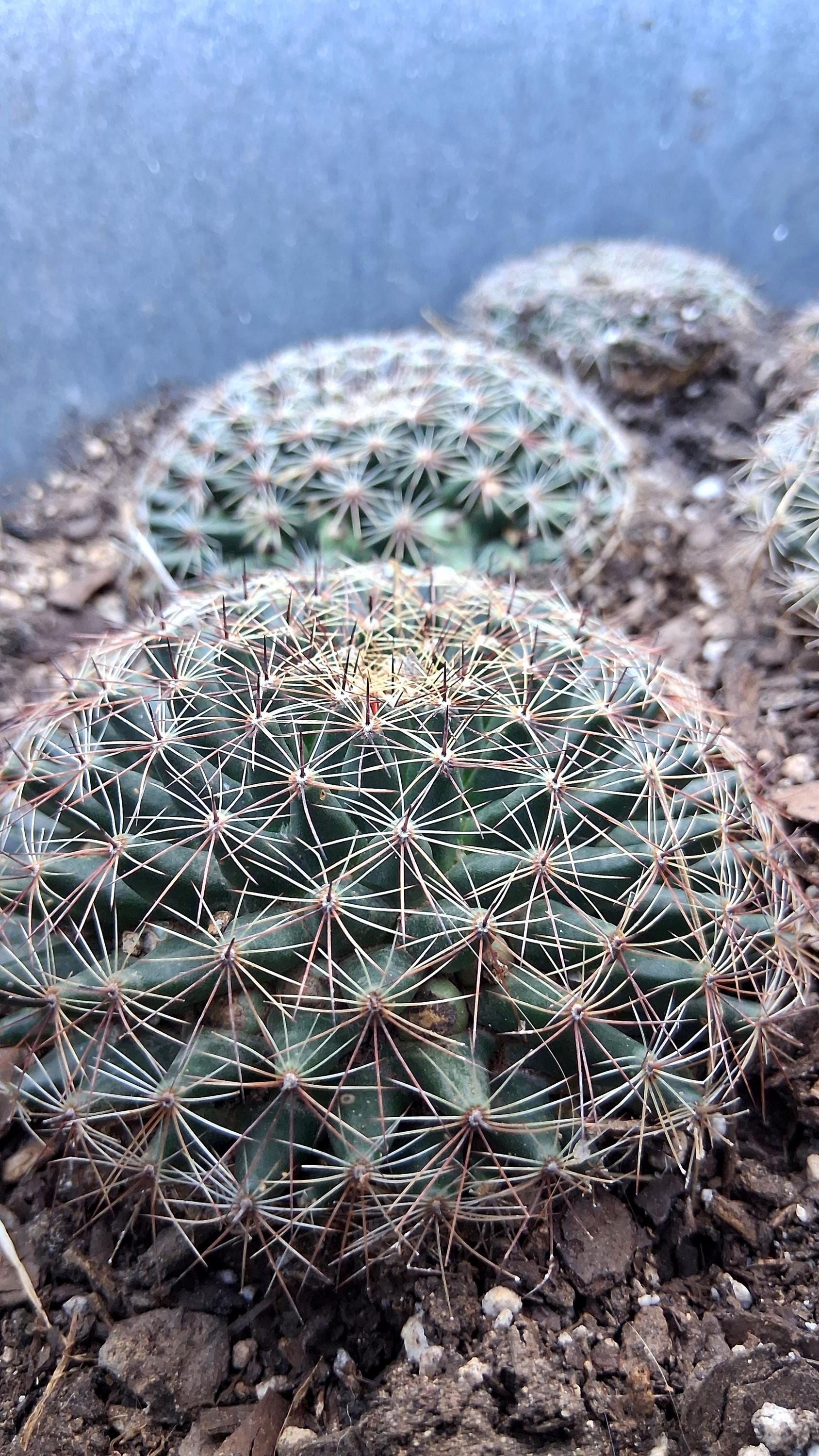 Mammillaria Heyderi Cactus - Etsy