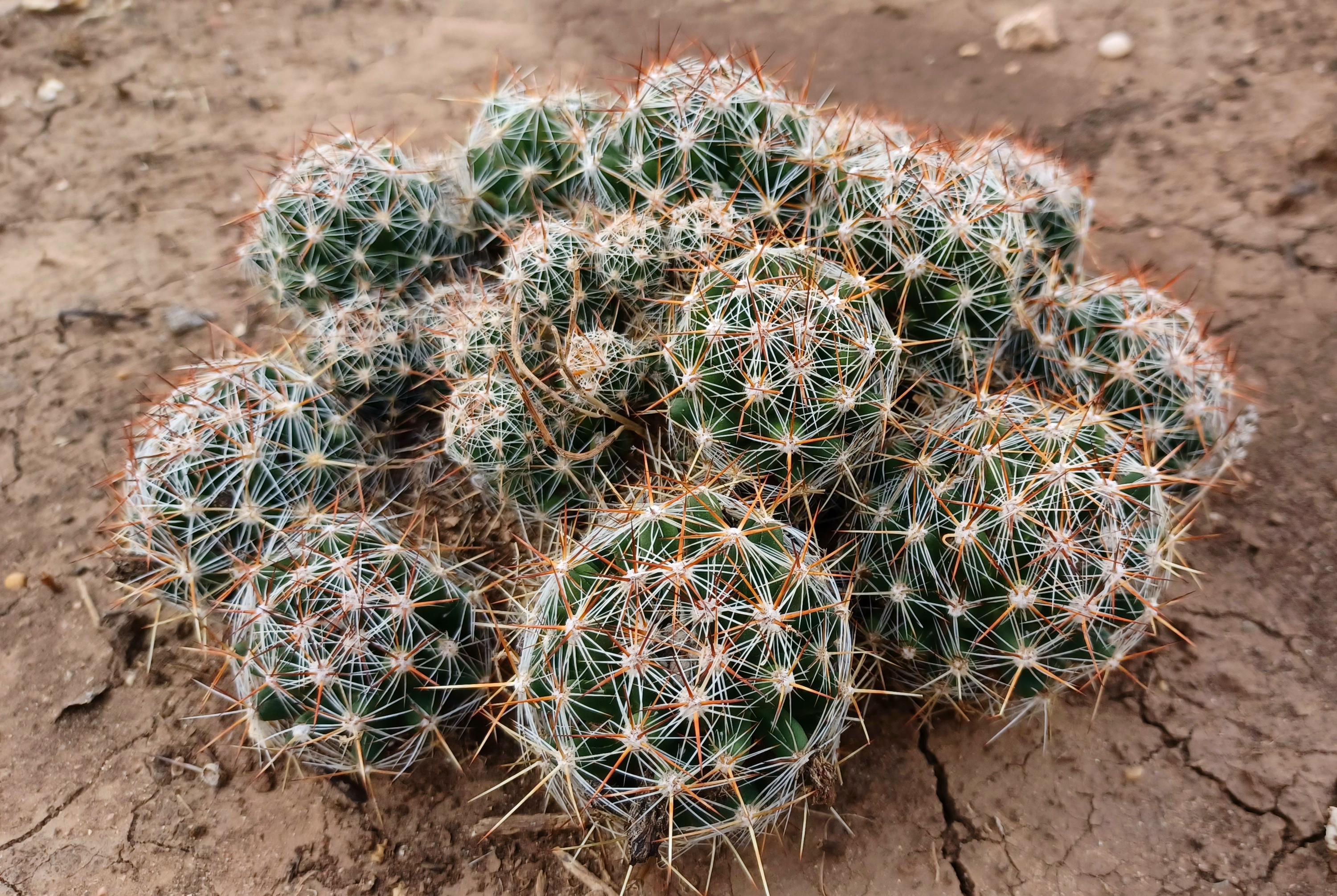 Spiny Star Cactus - Etsy