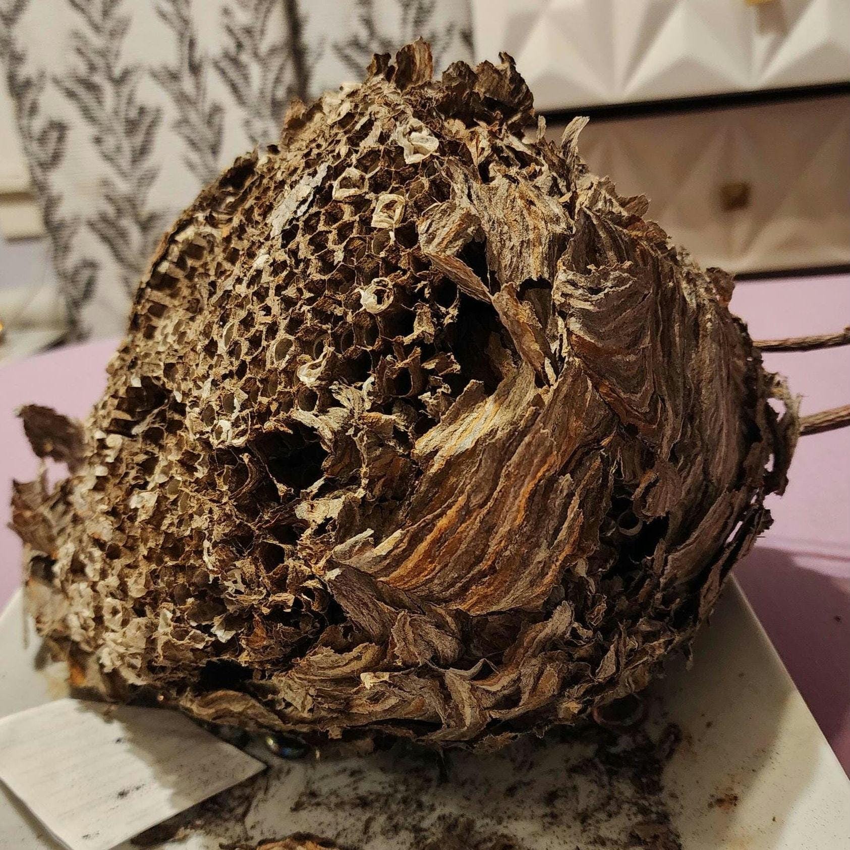 Paper wasp nest - Etsy 日本