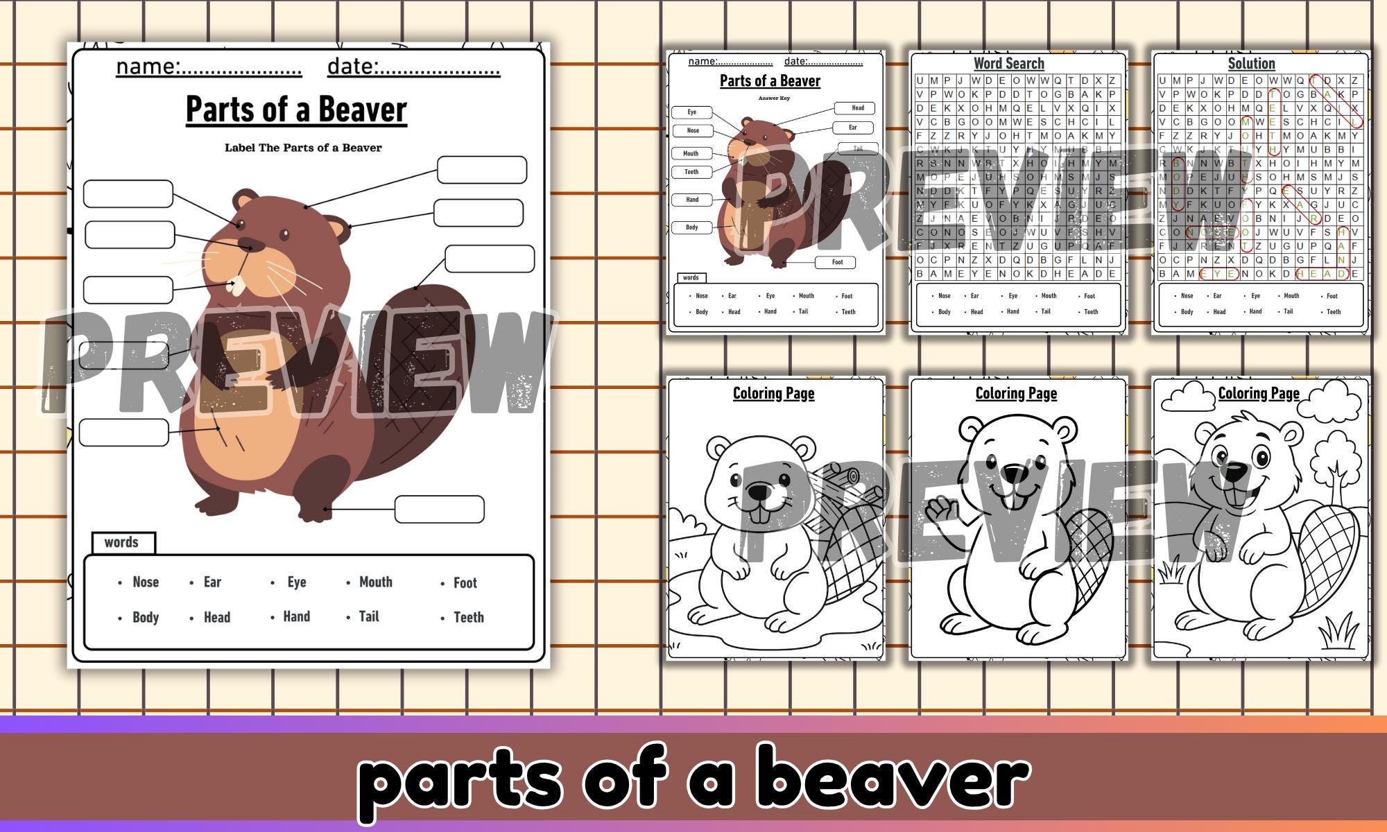 Beaver Anatomy Worksheet | Science Activity, Label & Color (PDF ...