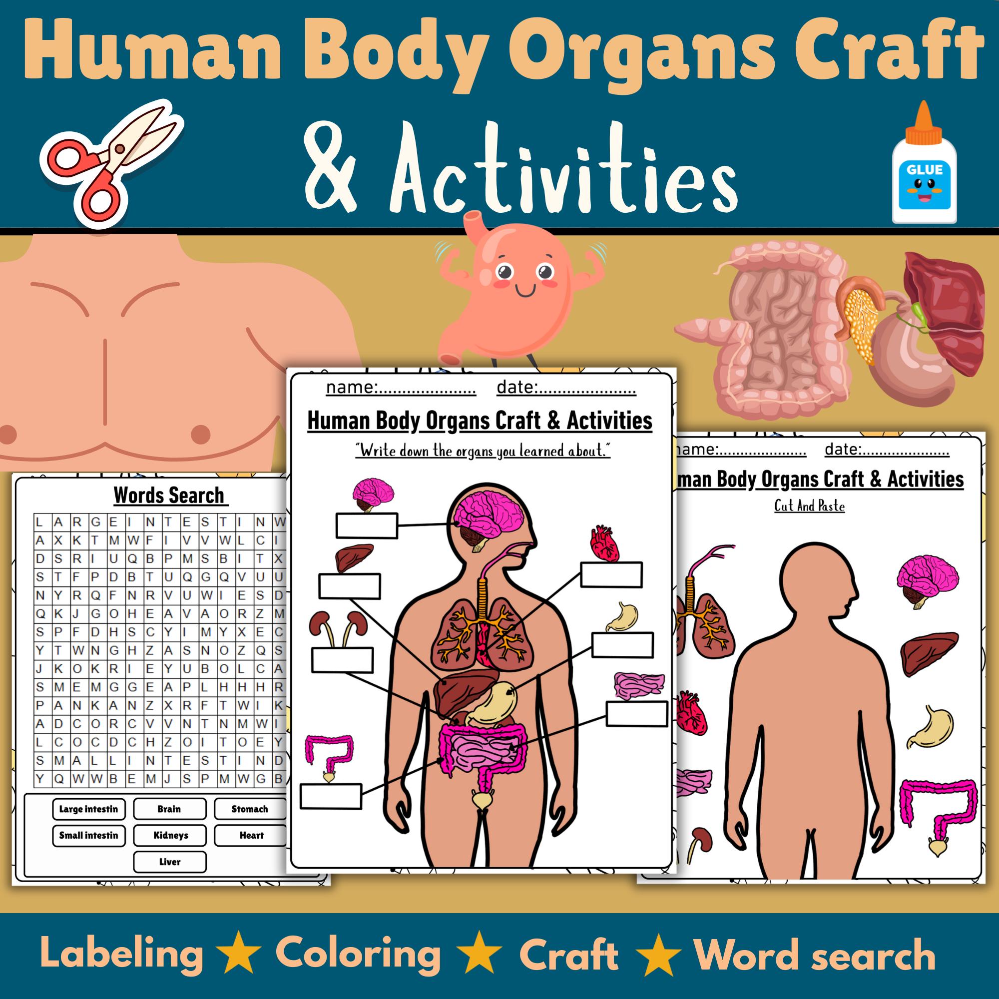 Human Body Organs Craft & Activities| Projects | Printable | Cut and ...