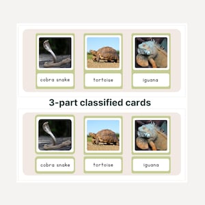 De 3-delige Montessori-kaarten: reptielen. Deze pdf is leermateriaal voor zoölogie en ondersteunt de Montibooks-serie.