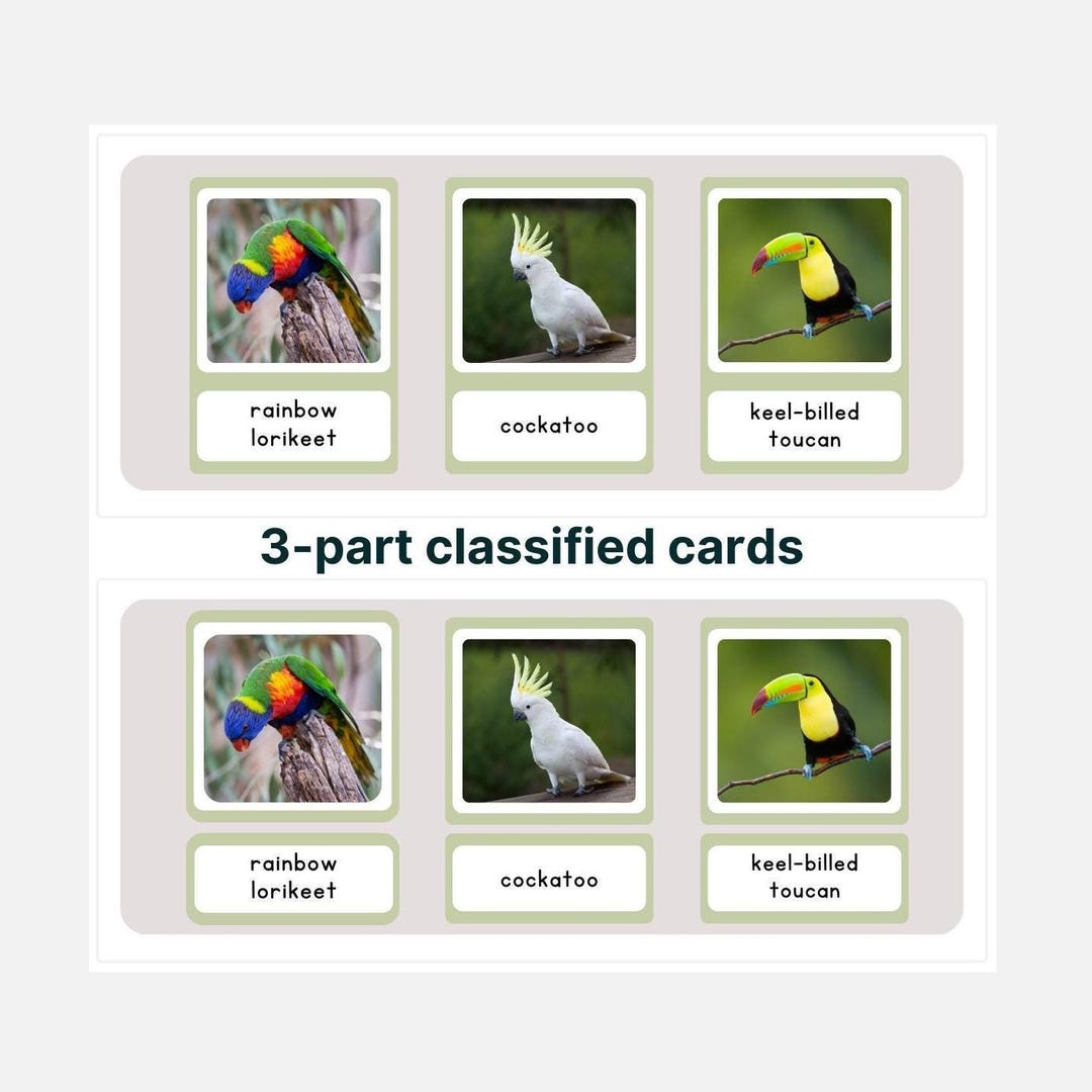 Montessori Exotic Birds 3-part Cards: Zoology Learning (PDF) - Etsy