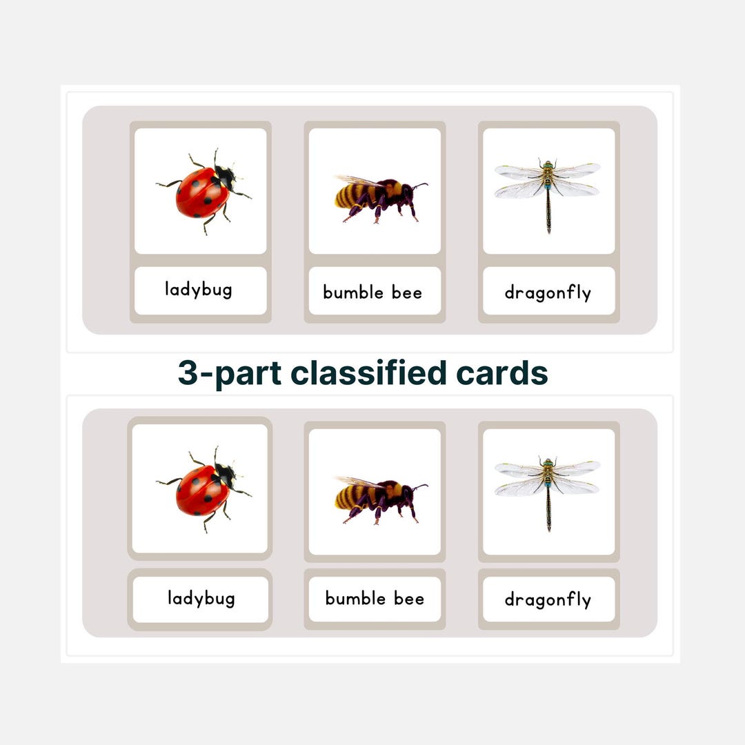 Montessori Insect Cards: 3-part Learning Material (PDF) - Etsy