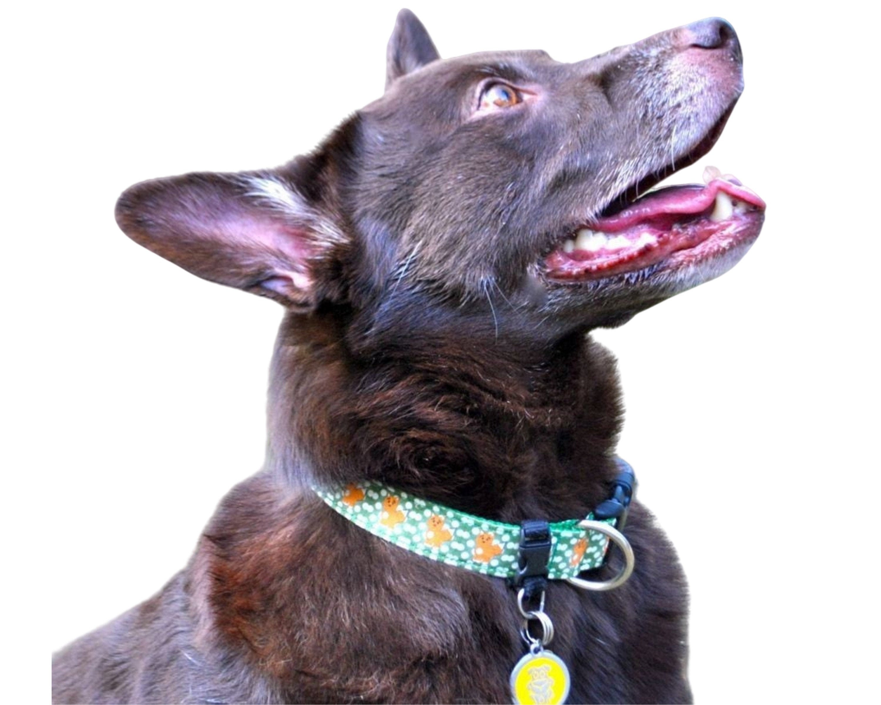 dog tag holders removable