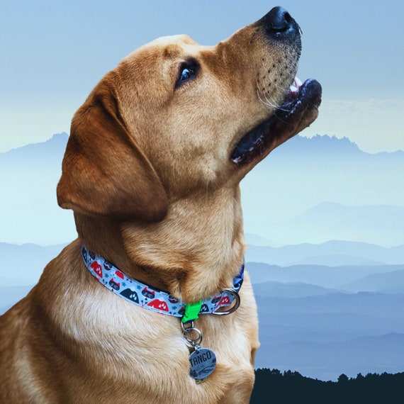 Petite Shamrock Dog Collar by Yellow Dog Design, Inc - Order Today at