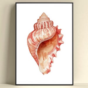 Può includere: Dipinto ad acquerello di una conchiglia in una cornice nera. Il guscio è un mix di rosso, arancione e bianco, con creste dettagliate e una superficie strutturata. L'opera d'arte è presentata su uno sfondo bianco.