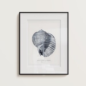 Poster artistici, stampe murali serene, decorazioni artistiche digitali, decorazioni per la casa, arte marina, arte nautica, poster marini, arte minimalista con conchiglie, decorazioni marine