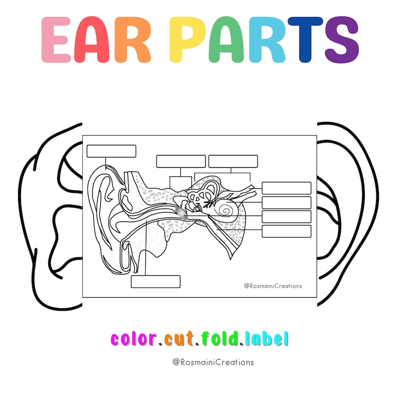 Learningon Ear Foldable Ear Anatomy Learning Activity for Kids | Ear Anatomy Printable ...