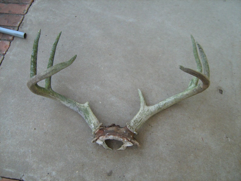 Large 8 points deer rack with skull plate with green weather Etsy