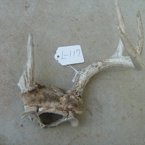 May include: White deer skull with antlers, labeled "L-117".