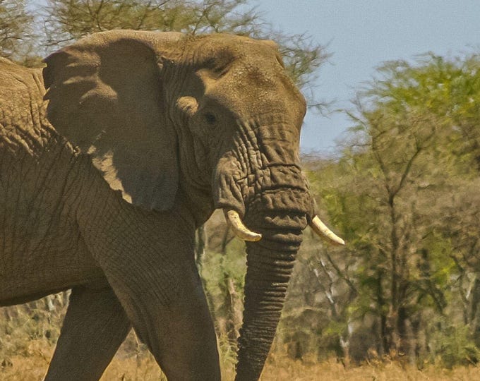 Majestic African Elephant Photo: Safari Wildlife Art (Digital Download)