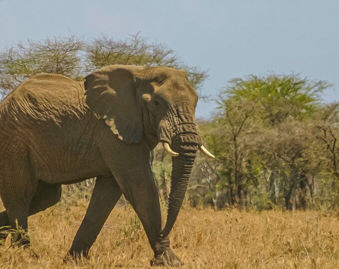 Majestic African Elephant Photo | Wildlife Wall Art Download | Animal Lover Gift | Safari Nature Decor | Instant Digital Print| High Res