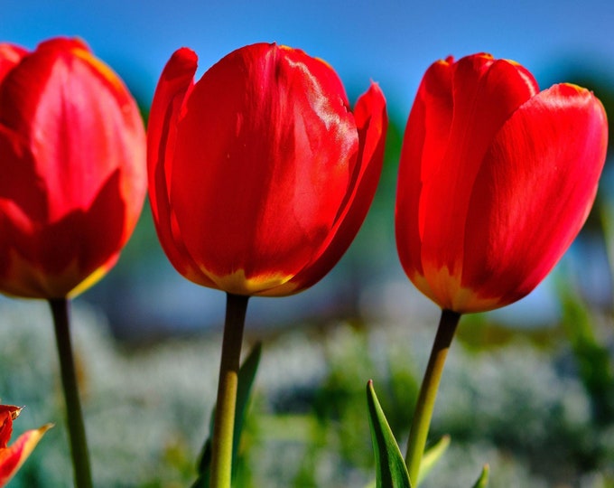Red Tulips Against Blue Sky | Instant Download Floral Photo | Bold Spring Flower Art | Digital Print for Her | Wall Decor garden Lover Gift