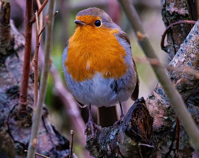 Robin Instant Download  Photo ,Bird Lover Decor Gift Nature Image, Cottagecore Boho Art High Res Fine Art, Winter England Photo For Her