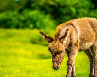 Baby Donkey Photo: New Forest Animal Print (Digital Download) Various Ratios Included