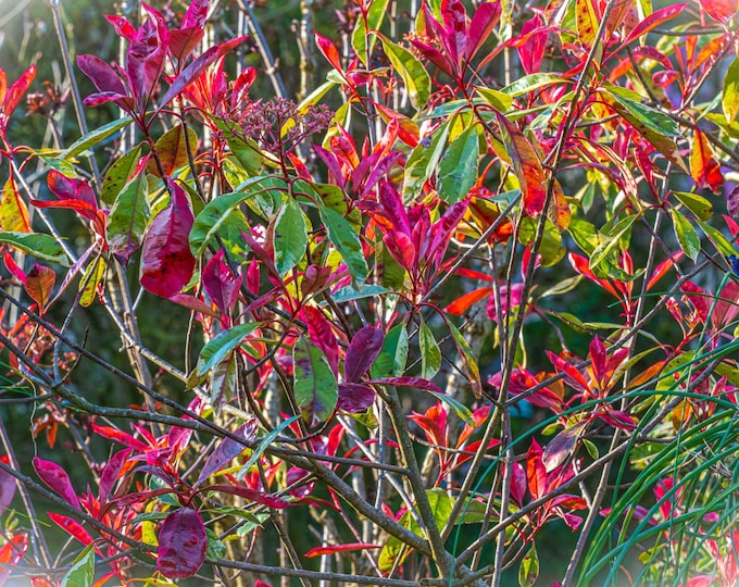Japanese Photinia Colourful Leaves Red Green Spring England Photo Download