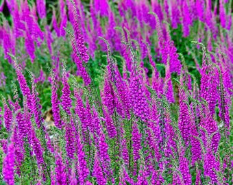 Purple Foxgloves Photo: Dartmoor Landscape Fine Art (Digital Download)