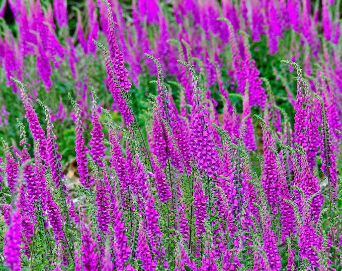 Purple Foxgloves Field Photo Download – High Res Fine Art, Country Landscape Wall Art for Plant & Flower Lovers, Boho Gift
