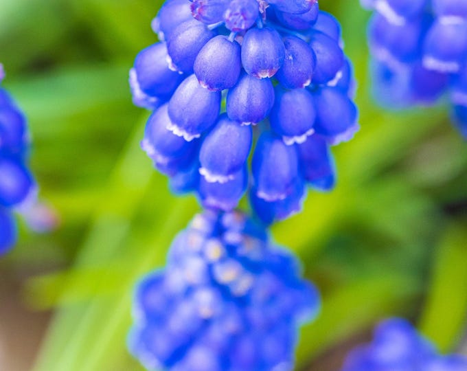 Instant Photo Download Blue Hyacinth Spring Flowers Garden Lover For Her, Stunning close up High Res Fine Art Print Country Wall Art Decor