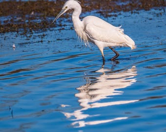 Egret Fishing Photography | Instant Download Wildlife Wall Art"