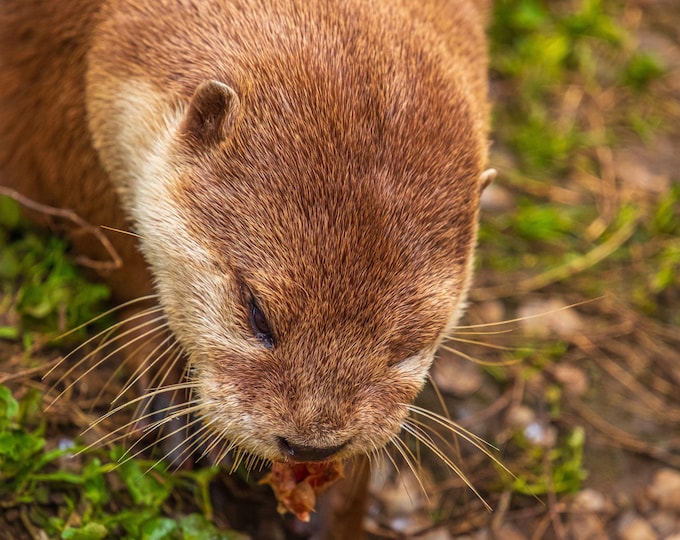 Close-Up Otter Eating Photo Download, Devon Animal Fine Art, Nautical Gift for Her and Wall Art Decor