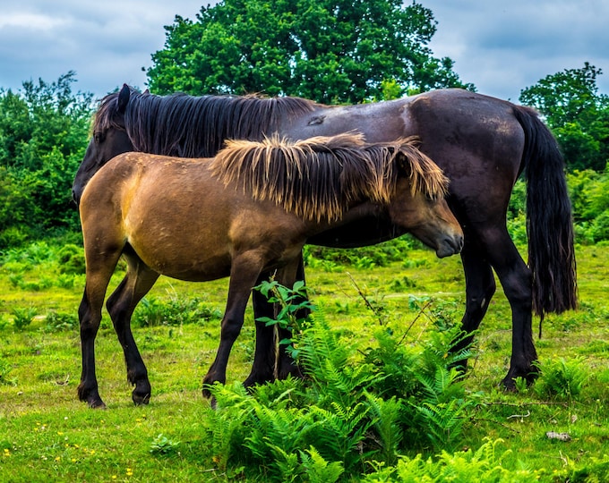 Mother and Foal - New Forest Ponies Photo | Digital Download, Unique Gift for Mom, Animal Decor Wall Art, Animal Lover Art, High res image