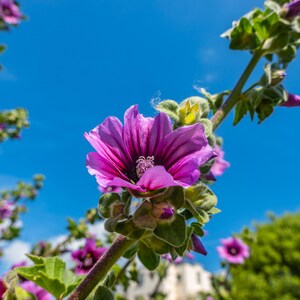 Può includere: Primo piano di un vibrante fiore viola con venature scure e un centro scuro, su uno sfondo di cielo blu brillante. Il fiore è circondato da foglie e steli verdi, con altri fiori sullo sfondo. Immagine a tema natura.
