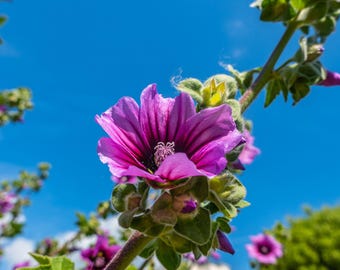 Pink Tree Mallow Flower Print: Botanical Garden Photography