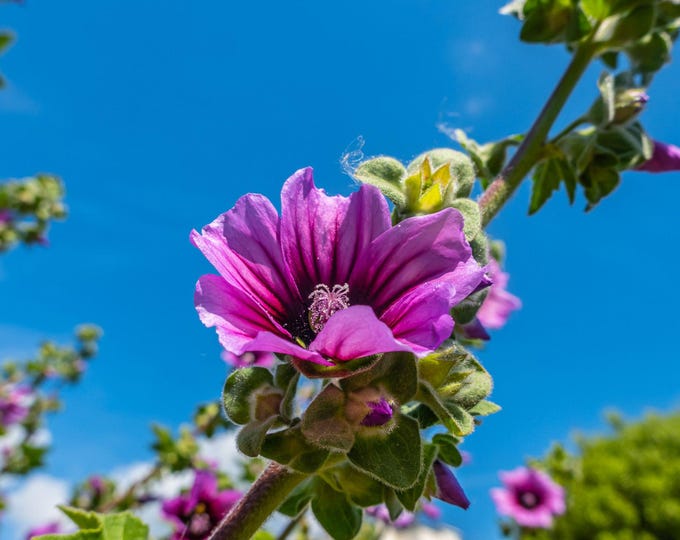 Pink Tree Mallow Flower Print | Botanical Wall Art | Floral Nature Photo Download | Instant Digital Art | Garden Bloom Photography