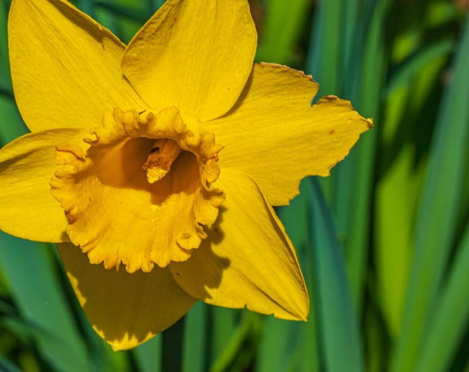 Single stunning Yellow Daffodil Photo instant download flower lover gift high res fine art print decor for her boho