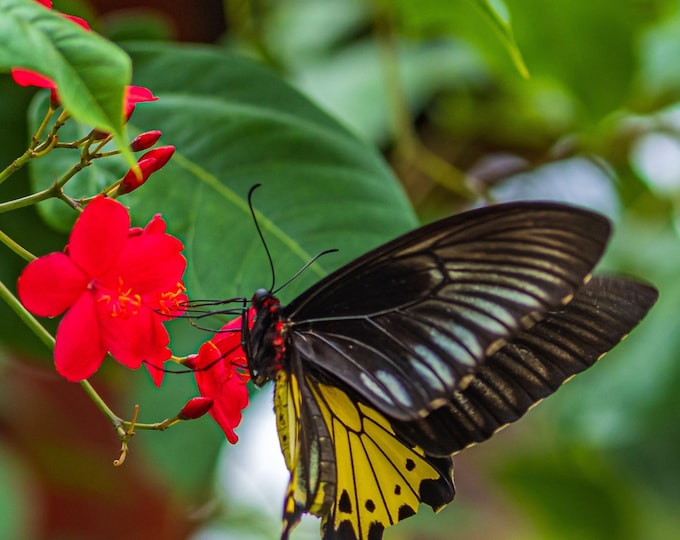 Stunning Black and Yellow Butterfly in Thailand - Nature Photography Download, Travel Lover Decor Gift, High Res Fine Art