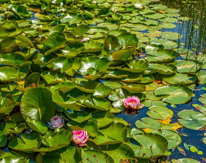 Stunning Green Lily Pond Photo Download, UK Summer Nature Art, Pink Flowers Wall Decor, Gift for Nature Lovers