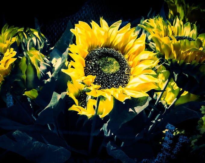 Dramatic Sunflower Photo Download | Black Background Floral Wall Art | High Res Fine Art | Garden Lover Gift for Her | Yellow Flower Print