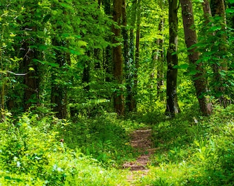 Sun-Dappled Forest Glade Photo: High Summer Woodland Wall Art (Digital Download)