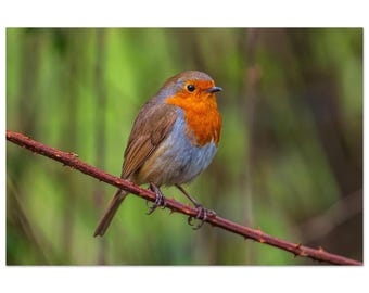 Winter Robin Metal Print – UK Wildlife Wall Art