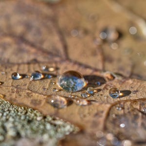 Oak Leaf Water Droplets Macro Photo: Rustic Nature Art (Digital Download)