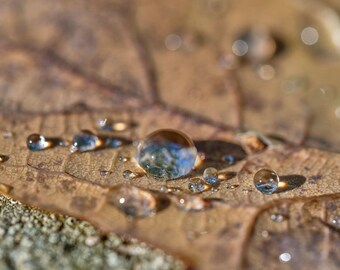 Oak Leaf Water Droplets Macro Photo: Rustic Nature Art (Digital Download)