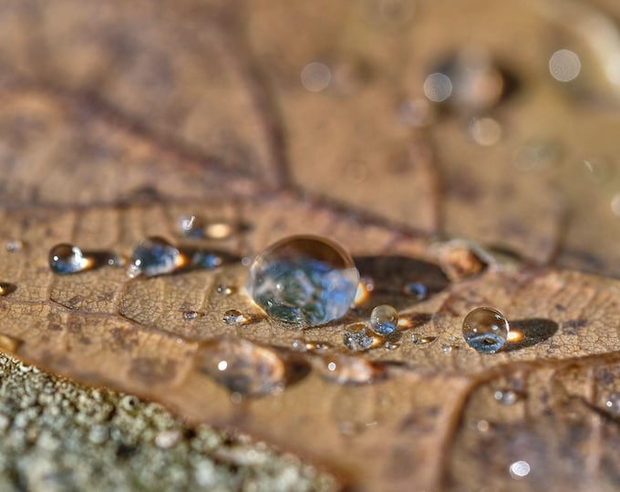 Water Droplets on Oak Leaf Photo Download, Rustic Nature Wall Art, Macro Water Art
