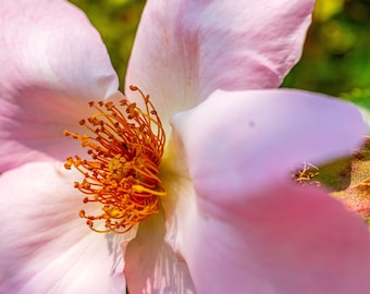 Pink Dog Rose Macro Photography: Floral Wall Art (Digital Download)