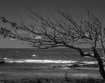 Windblown Tree Black and White Photo: Australia Beach (Digital Download)