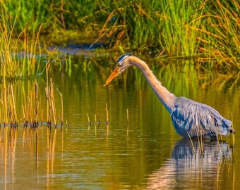 Heron Fishing on Exe Estuary - Summer Scene Devon Photo | Instant Digital Download
