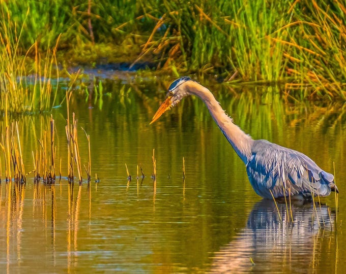 Heron Fishing on Exe Estuary - Summer Scene Devon Photo | Instant Digital Download